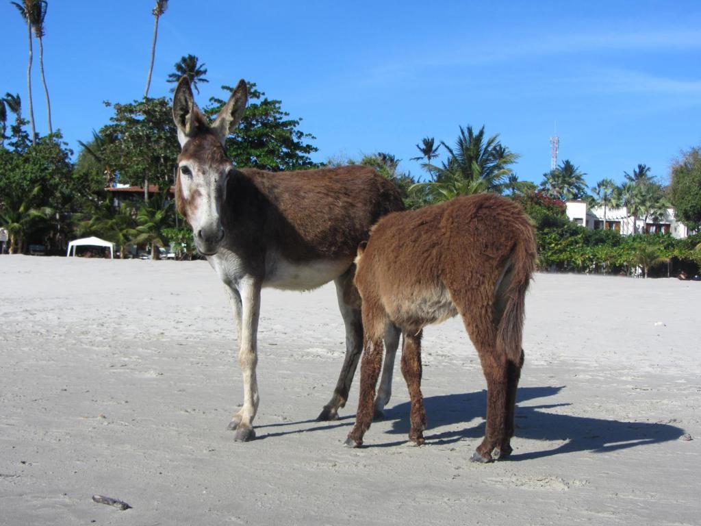 Pousada Do Tadeu Jijoca de Jericoacoara Ngoại thất bức ảnh